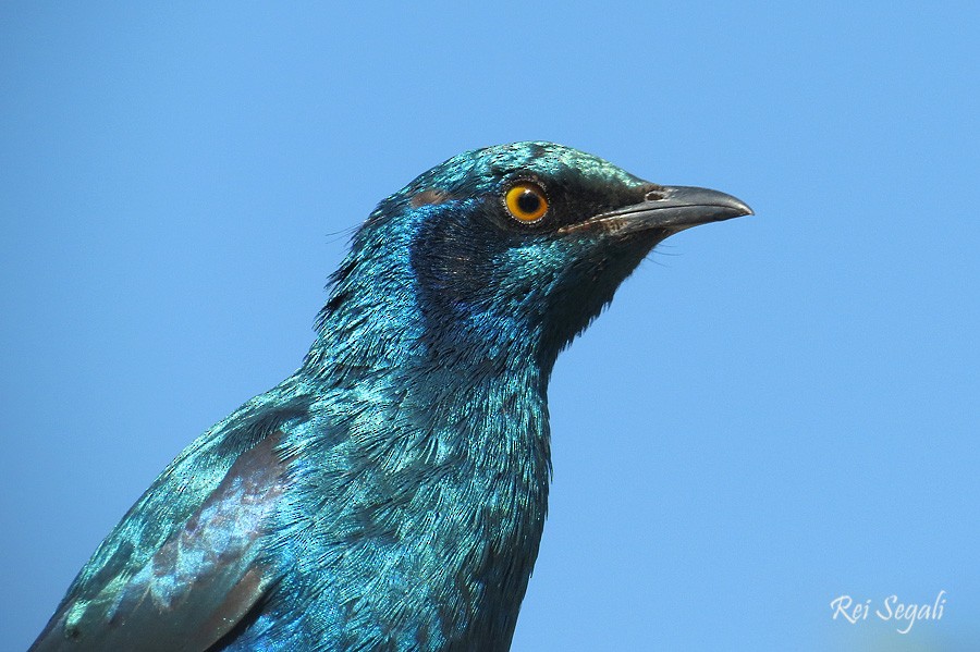 Lesser Blue-eared Starling - Rei Segali