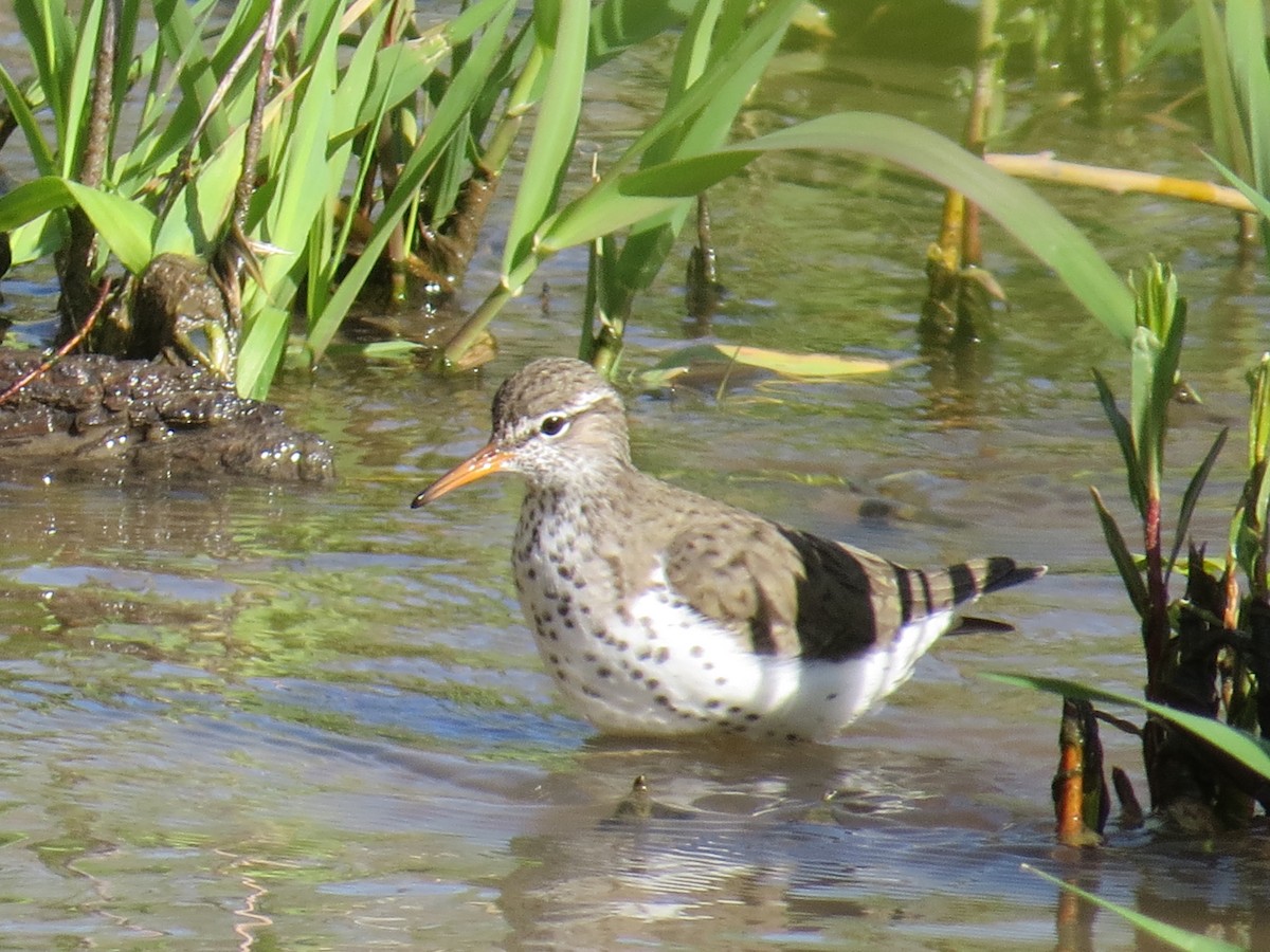 Spotted Sandpiper - ML188942051