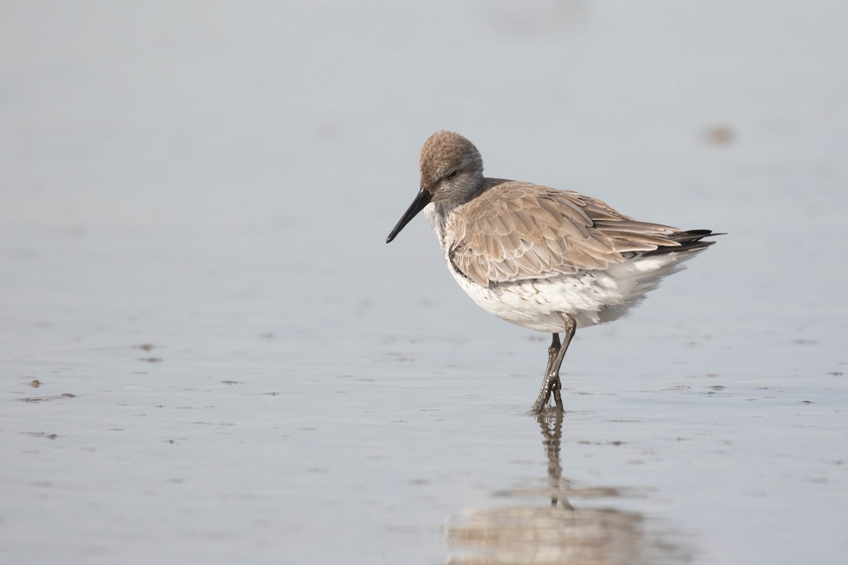 Red Knot - ML188942381