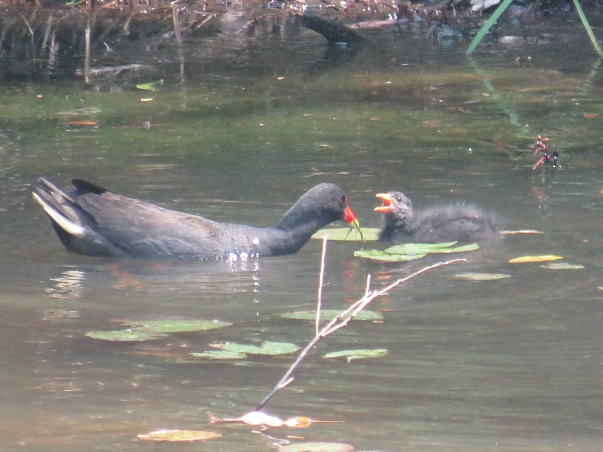 Gallinule sombre - ML188943671