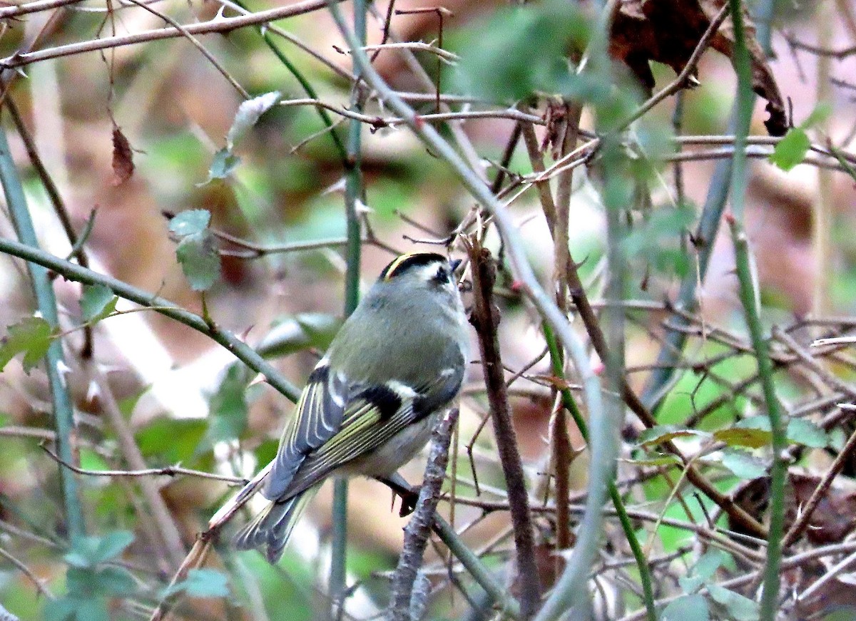 Golden-crowned Kinglet - ML188944681