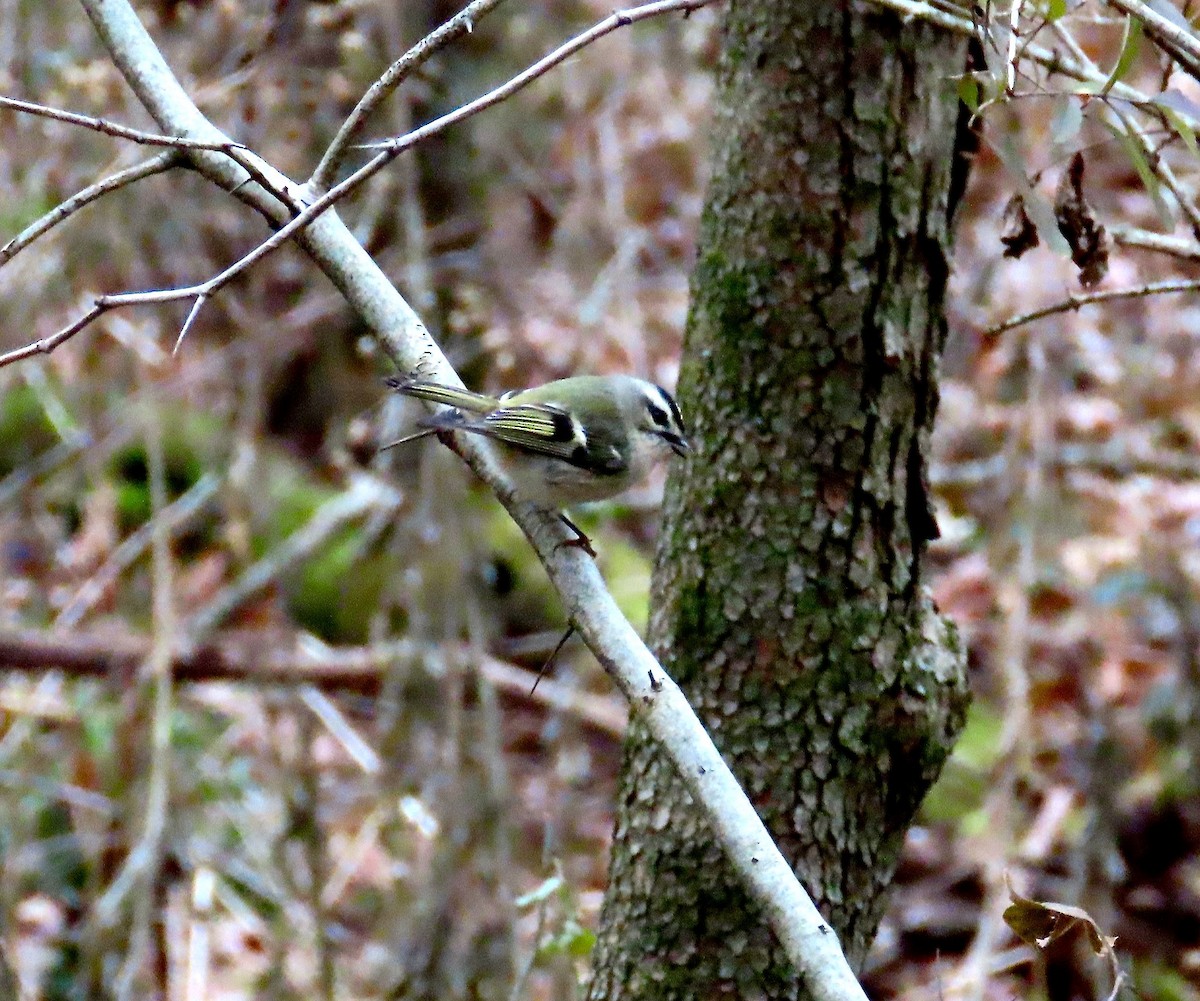 Golden-crowned Kinglet - ML188944691