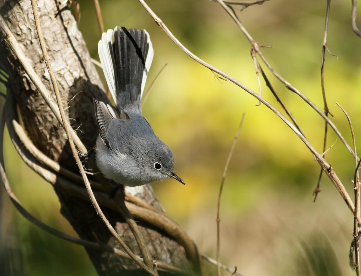 Blue-gray Gnatcatcher (caerulea) - ML188945061