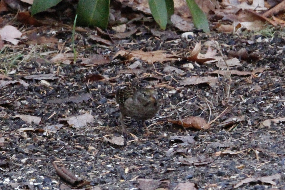 Golden-crowned Sparrow - ML188947351