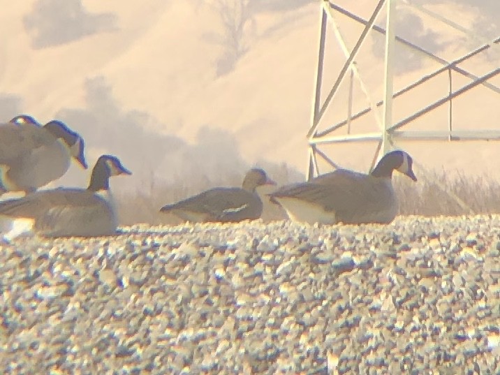 Greater White-fronted Goose - ML188947721