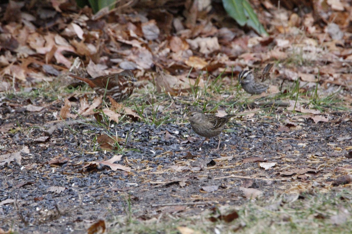Golden-crowned Sparrow - ML188947741