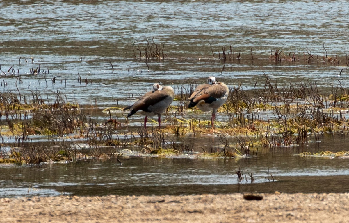 Egyptian Goose - ML188951751