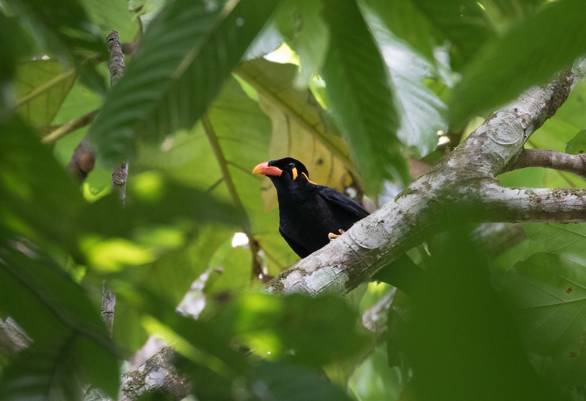 Common Hill Myna (Nias) - ML188951931