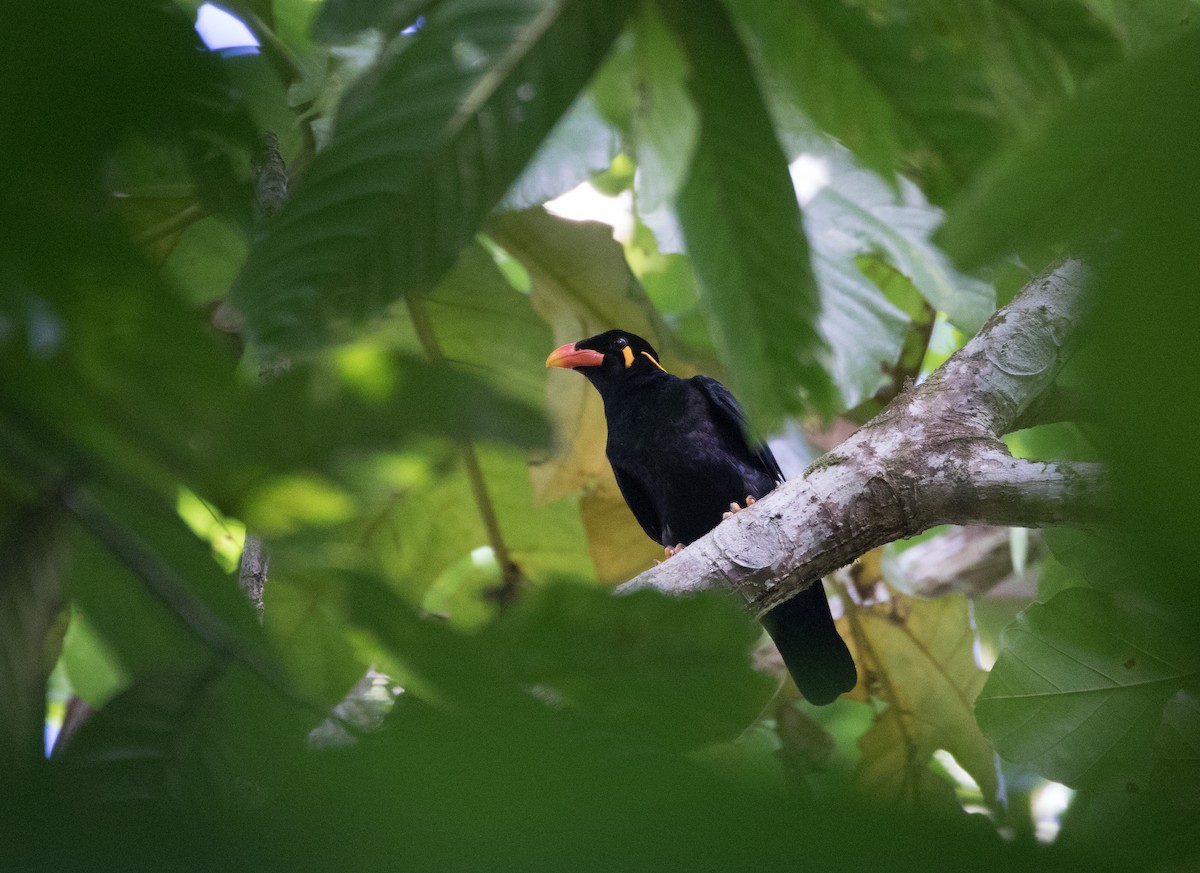 Common Hill Myna (Nias) - Ross Gallardy