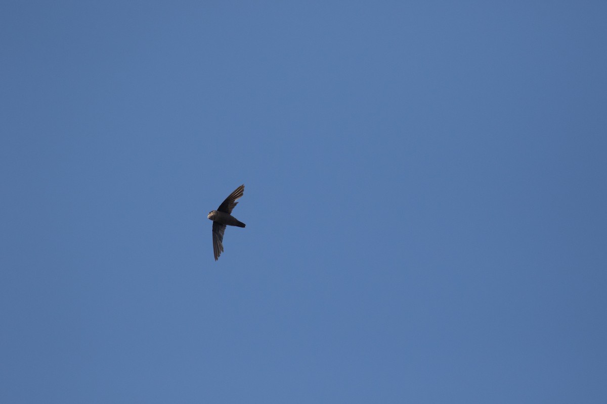 Volcano Swiftlet - Ross Gallardy