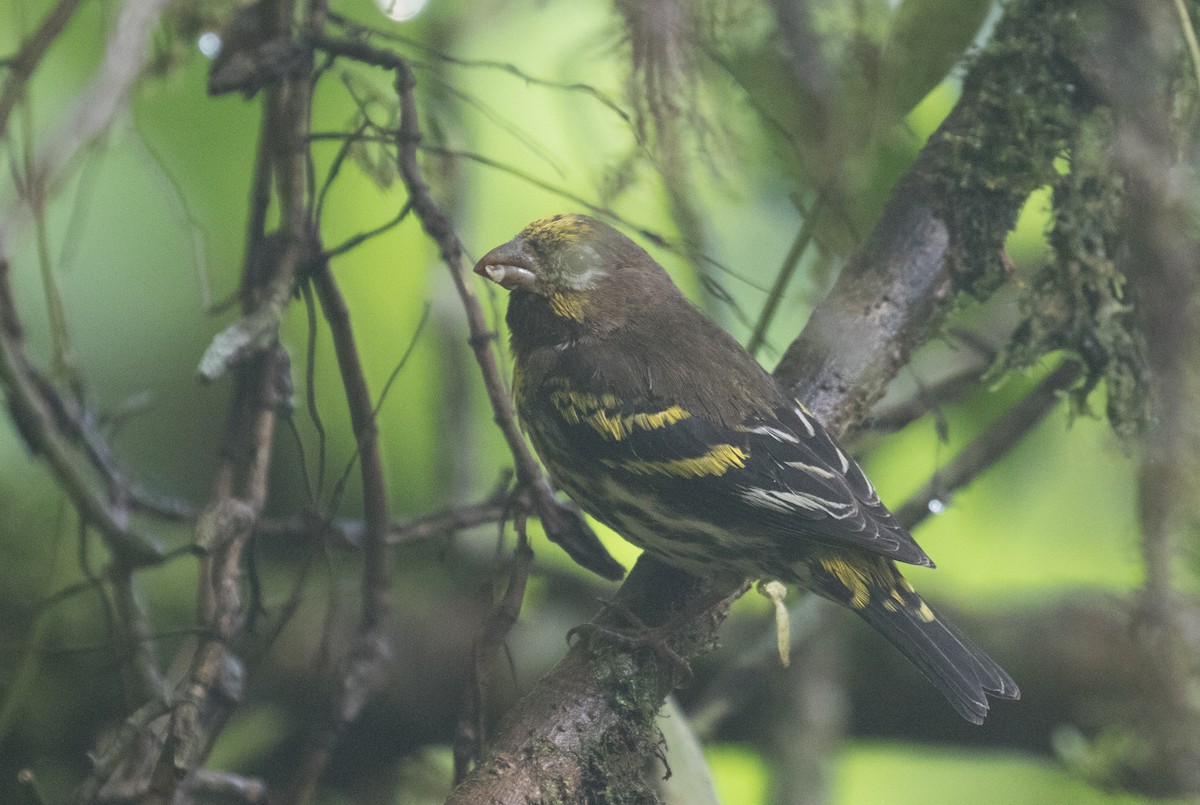 Indonesian Serin - Ross Gallardy
