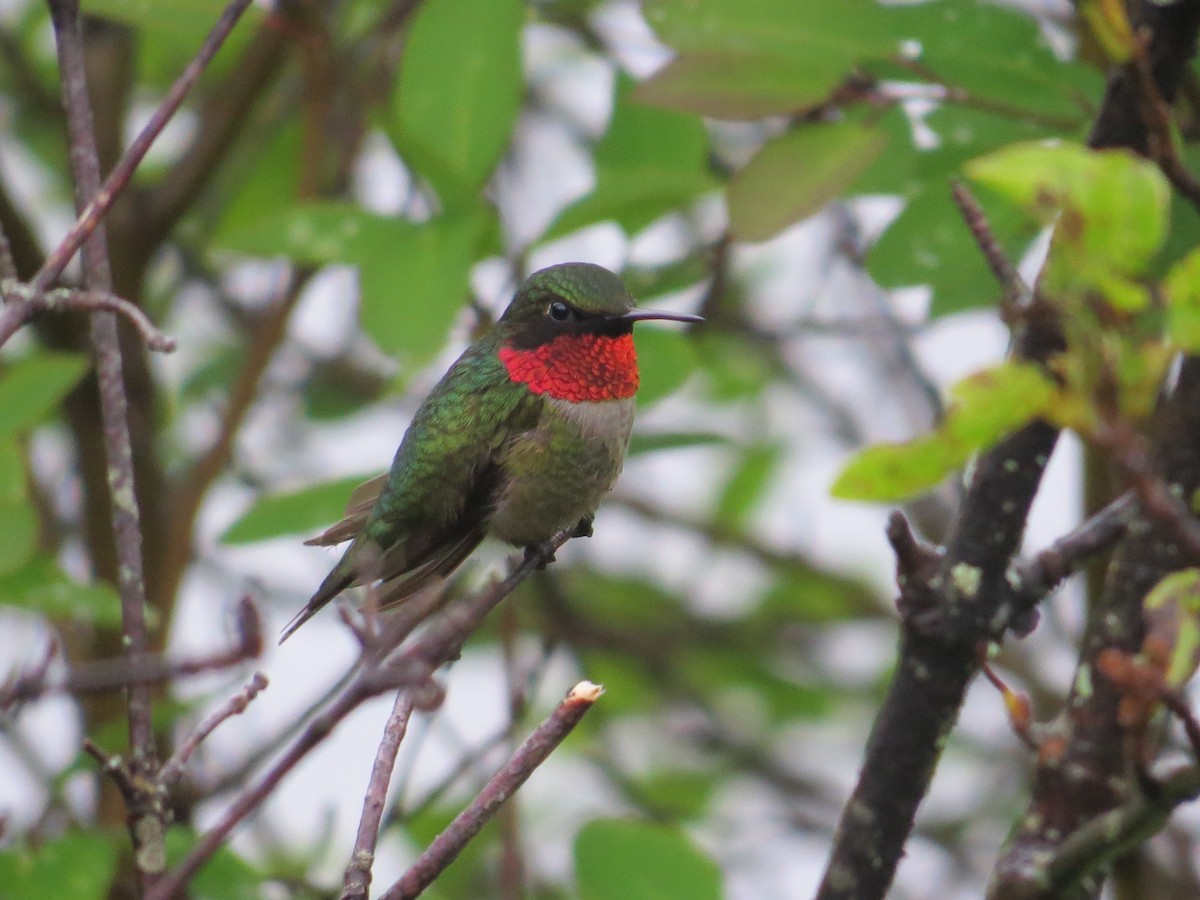 Ruby-throated Hummingbird - ML188953161
