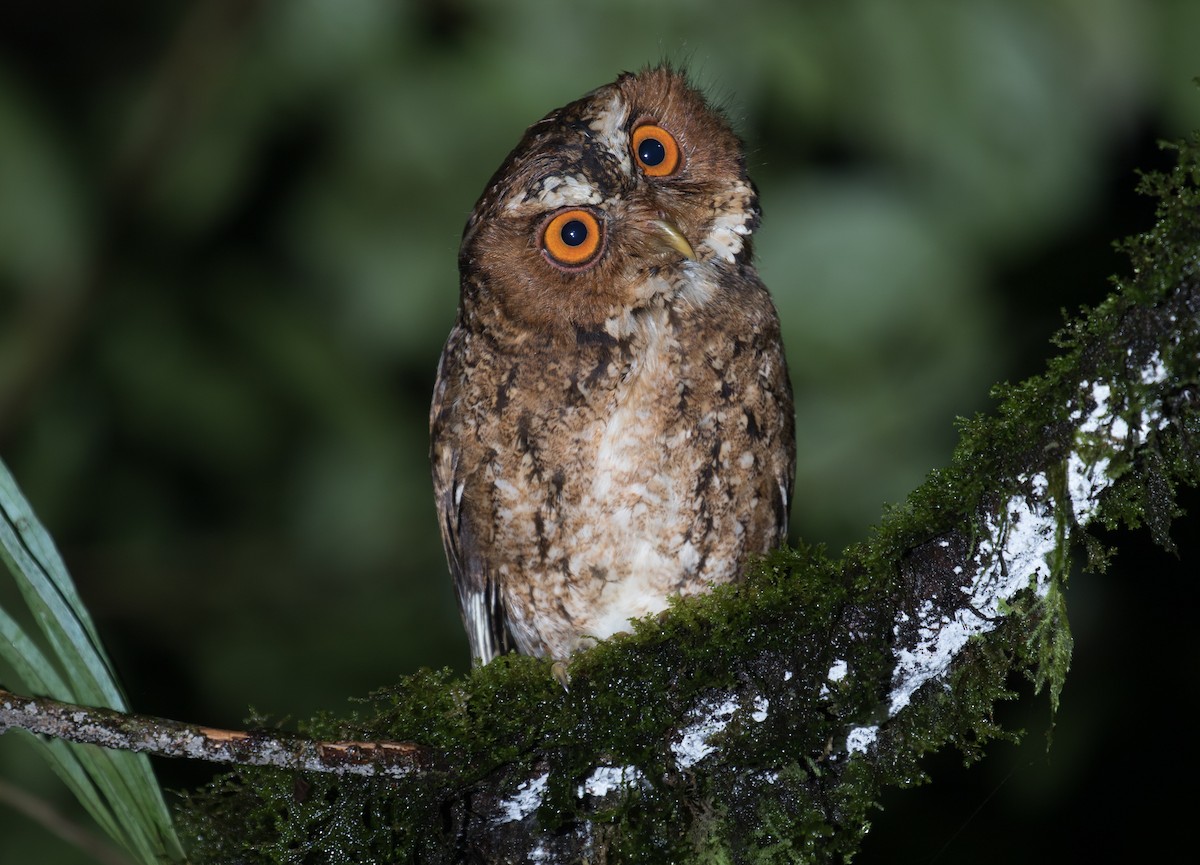 Javan Scops-Owl - Ross Gallardy