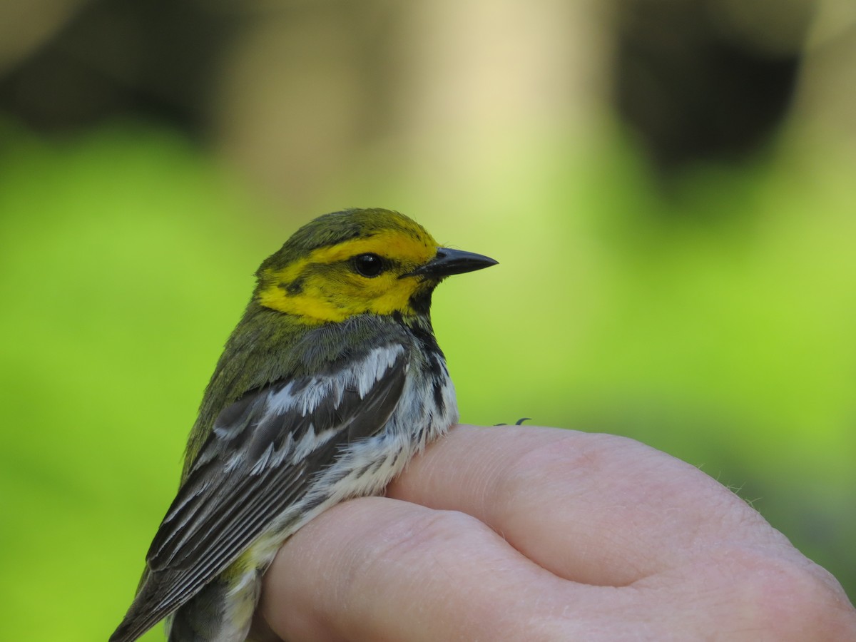 Black-throated Green Warbler - ML188953391