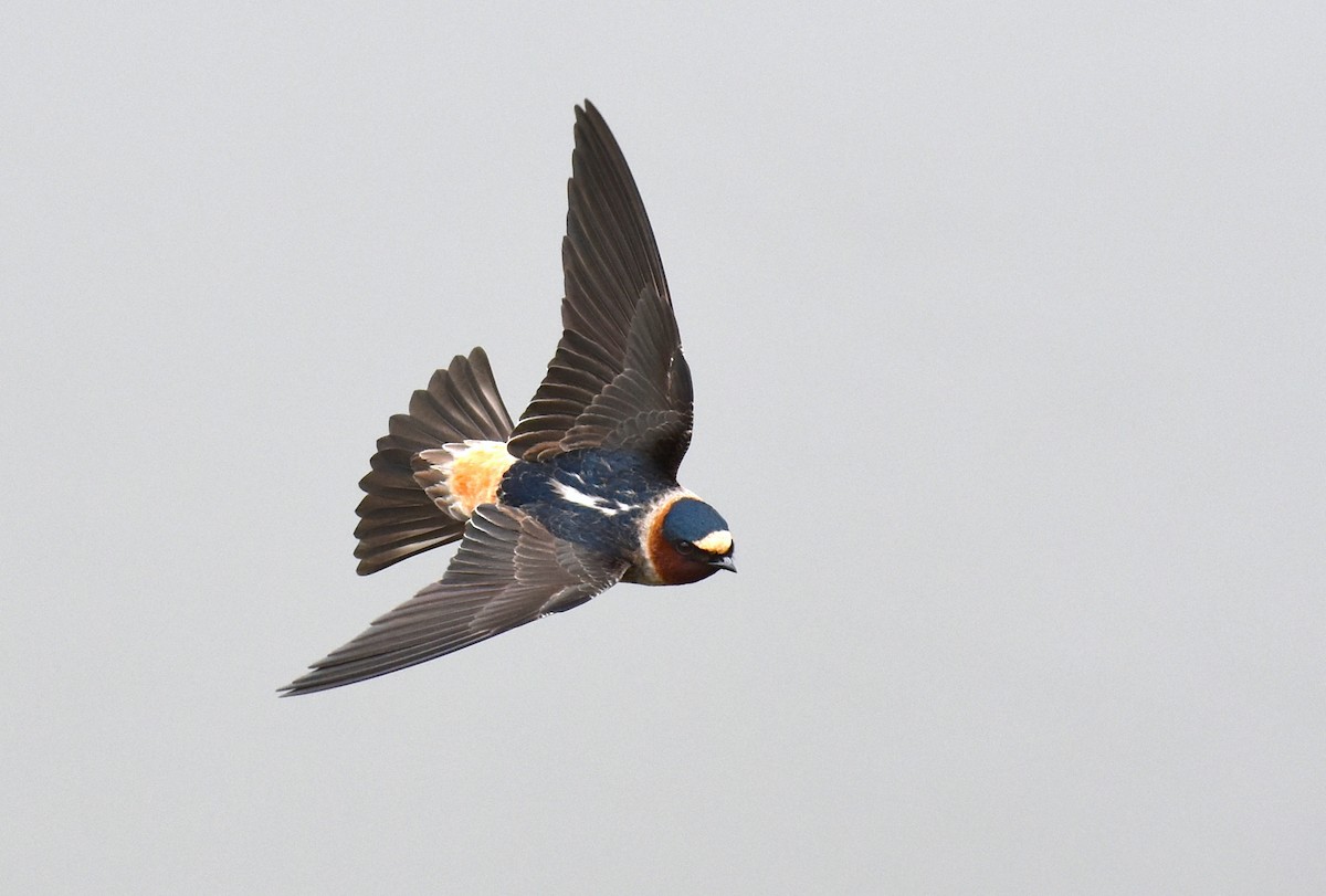 Cliff Swallow - ML188954671