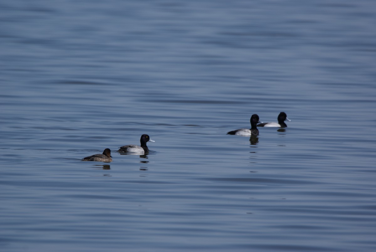 Lesser Scaup - Dawn Miles