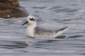 Red Phalarope - ML188955481