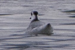 Red Phalarope - ML188955501