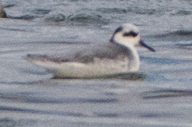 Red Phalarope - ML188955511