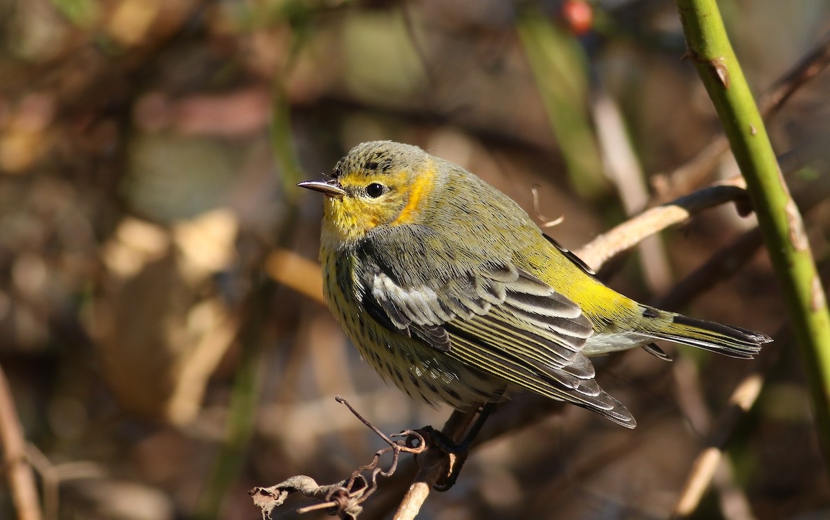 Cape May Warbler - ML188955831