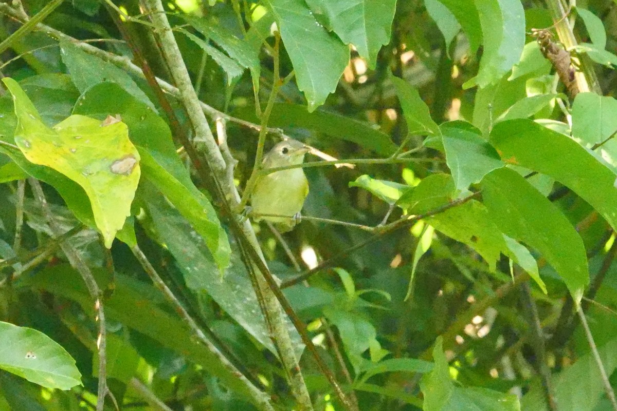 Lesser Greenlet - ML188956391