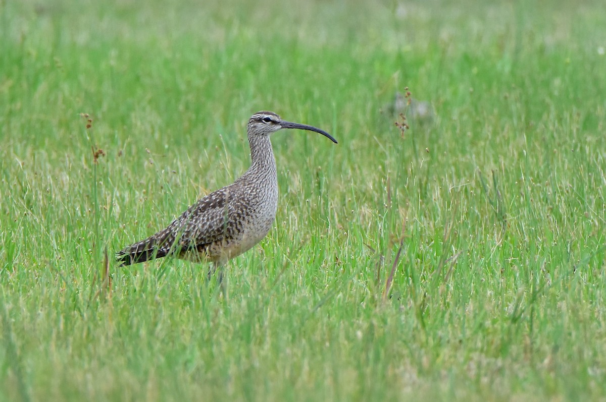 Regenbrachvogel - ML188956741