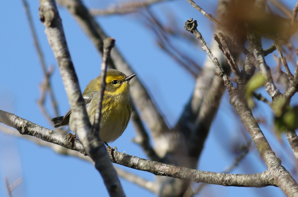 Townsend's Warbler - ML188957391