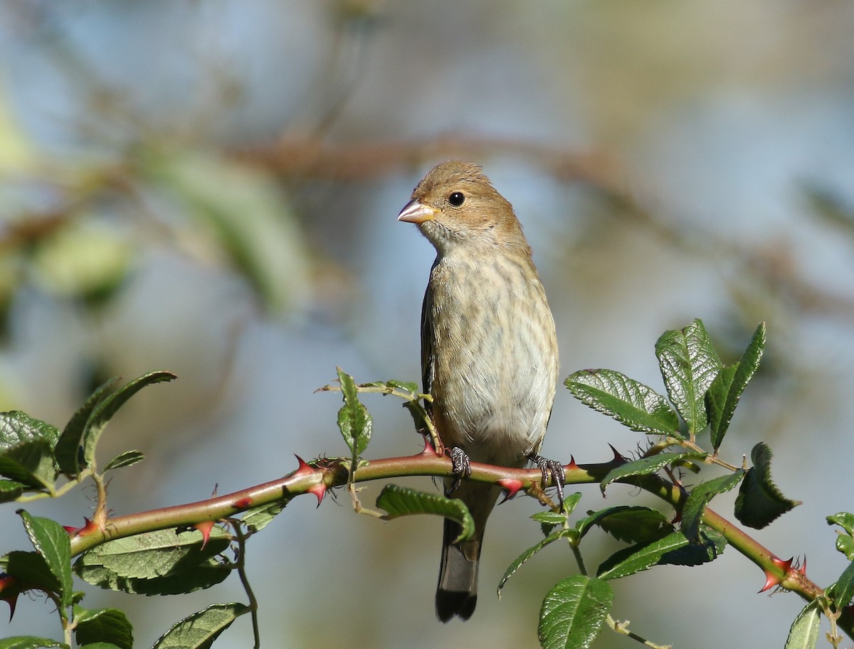 Indigo Bunting - Matthew Eckerson