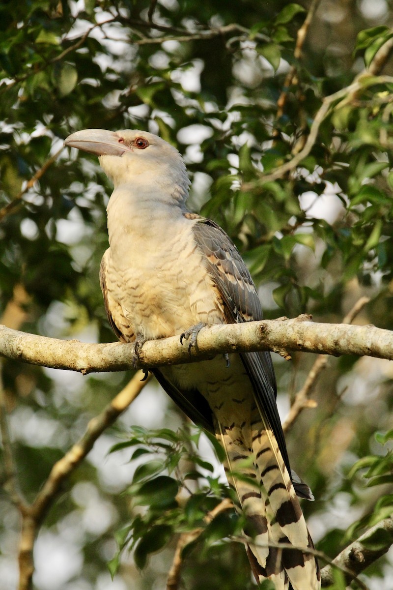 Channel-billed Cuckoo - ML188958551