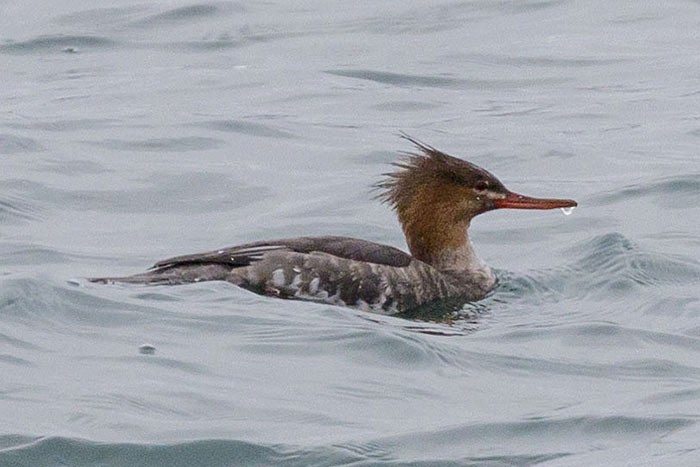 Red-breasted Merganser - Brian Bailey