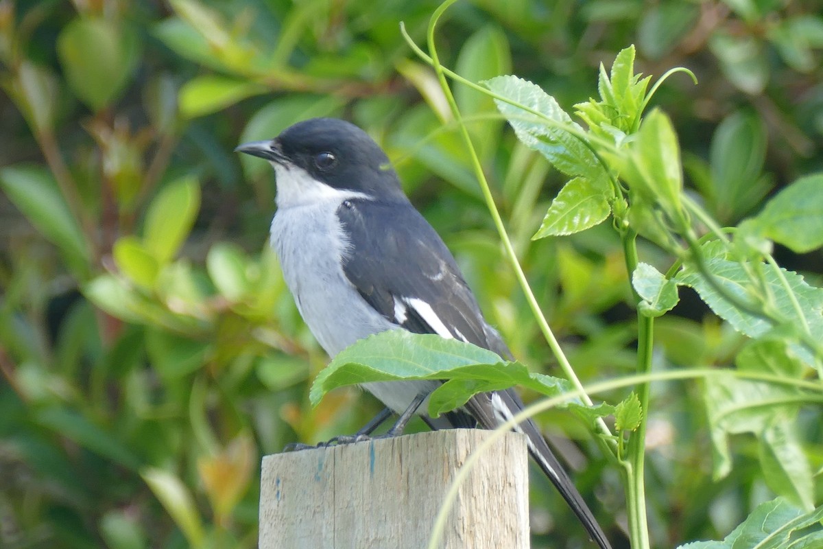 Fiscal Flycatcher - ML188958961