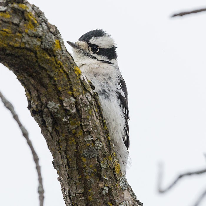 Downy Woodpecker - Brian Bailey