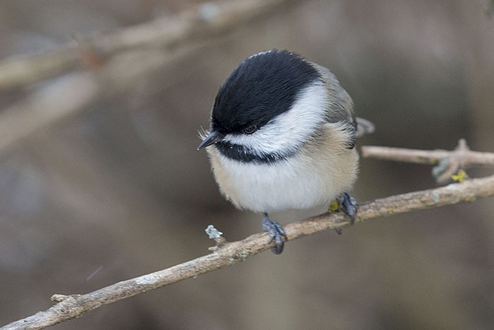 Black-capped Chickadee - Brian Bailey