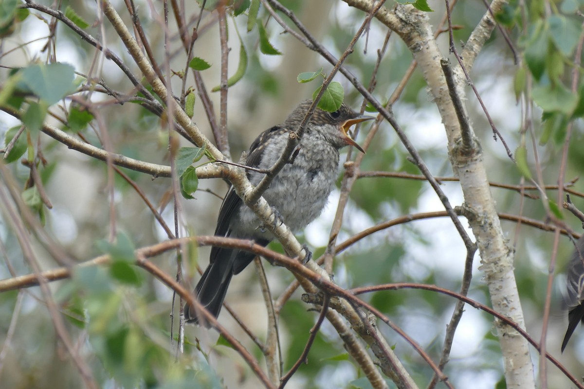 Fiscal Flycatcher - ML188959031