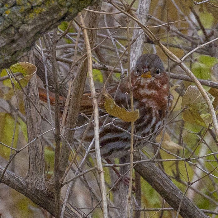 Fox Sparrow - ML188959261