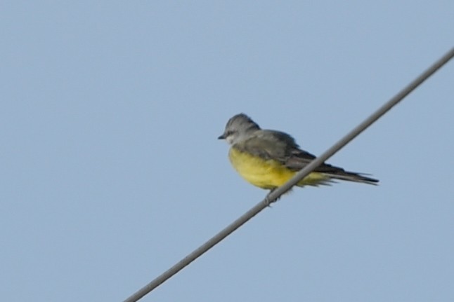 Western Kingbird - ML188960411