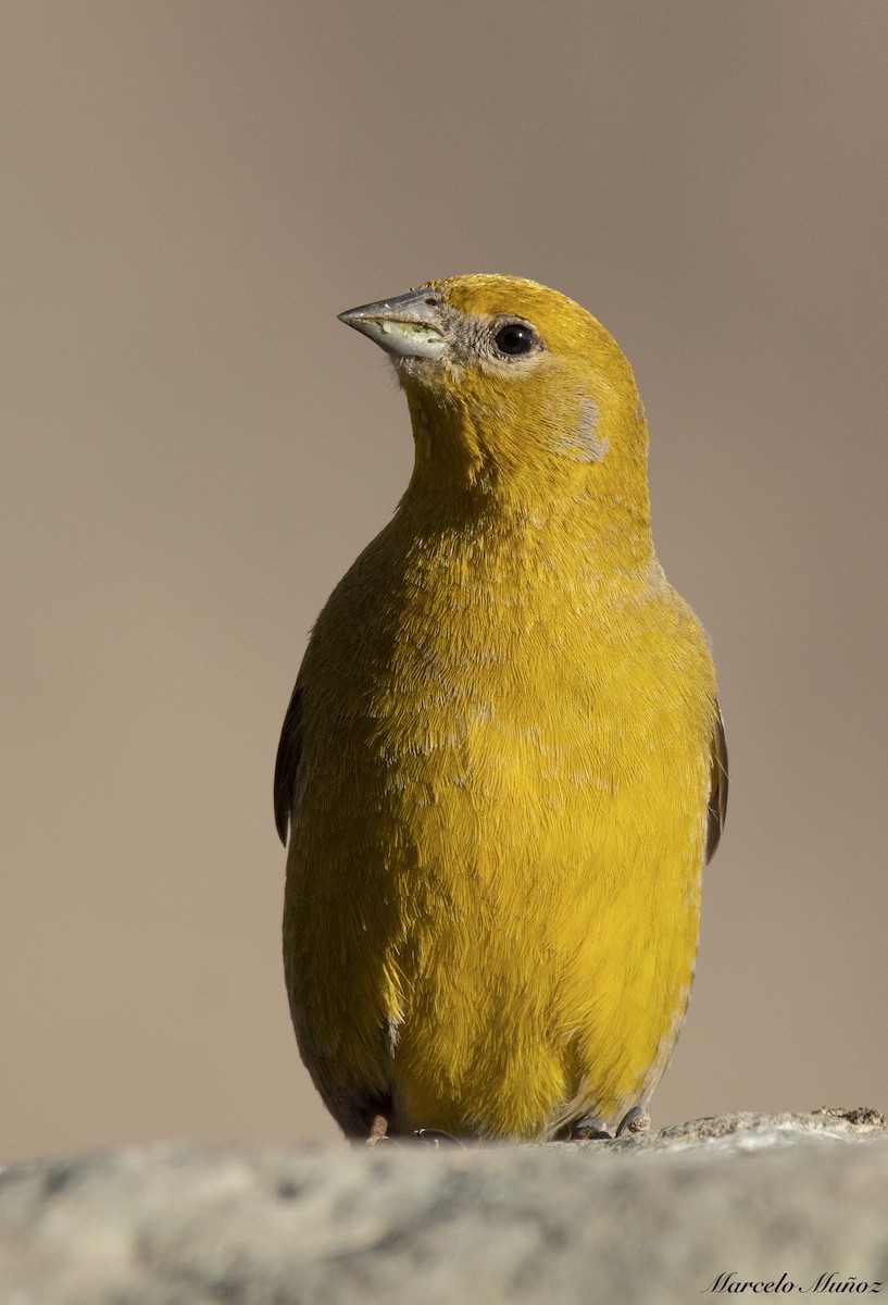 Greater Yellow-Finch - marcelo muñoz