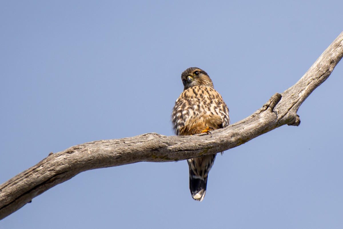Merlin - ML188962421