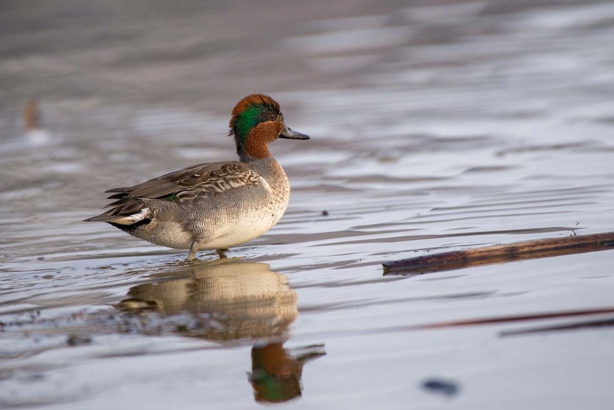 Green-winged Teal - ML188963371