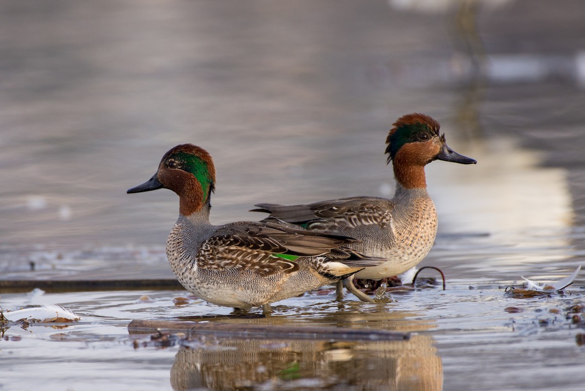 Green-winged Teal - ML188963381