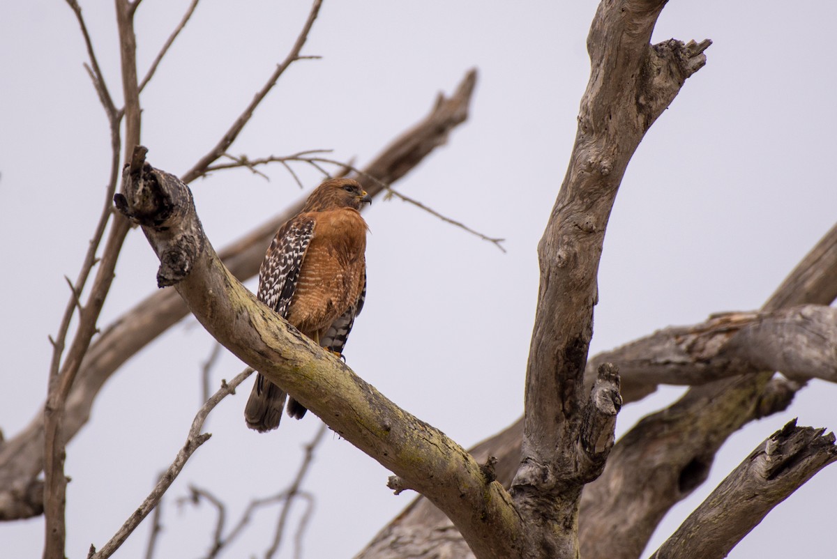 Red-shouldered Hawk - Herb Elliott