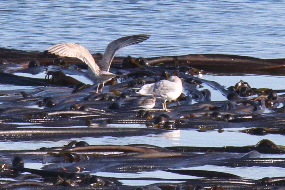 Dunlin - ML188963961