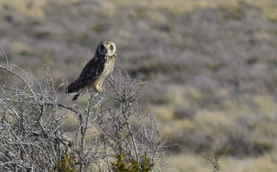 Short-eared Owl - ML188965761