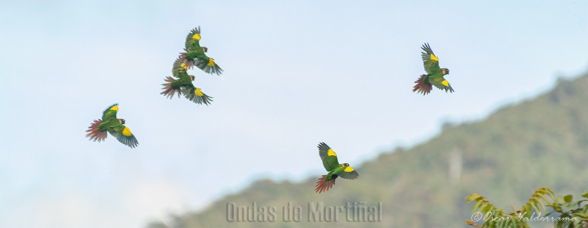 Brown-breasted Parakeet - ML188966311