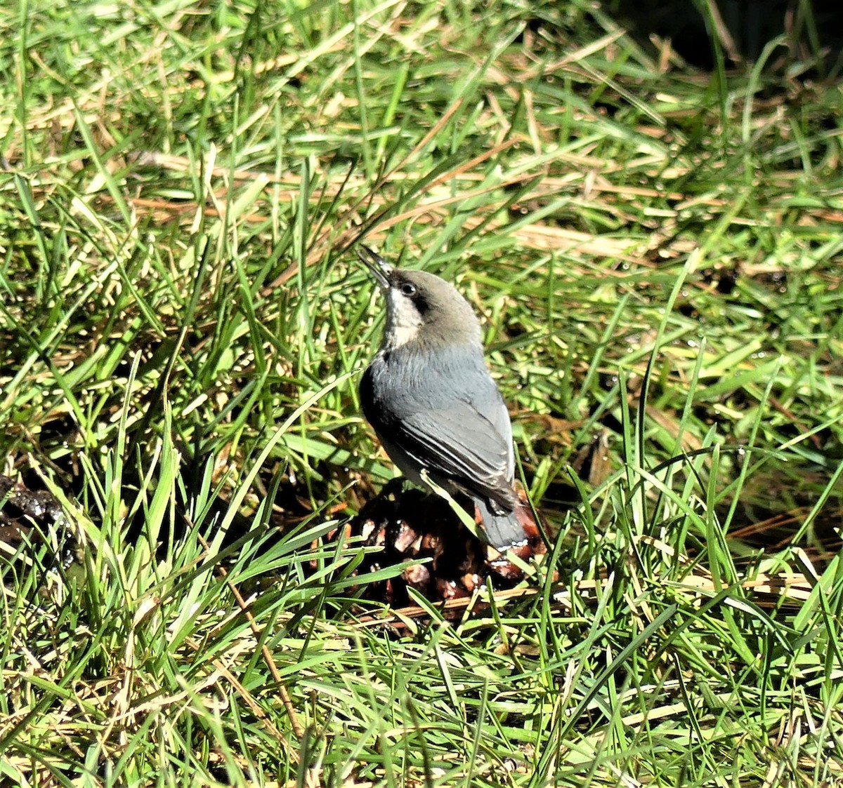 Pygmy Nuthatch - ML188966711