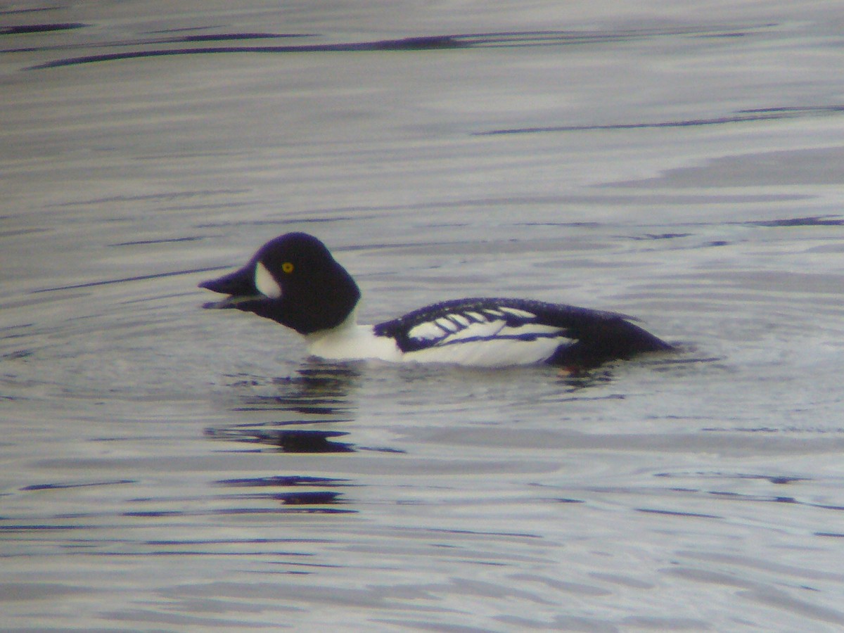 Common x Barrow's Goldeneye (hybrid) - ML188966891