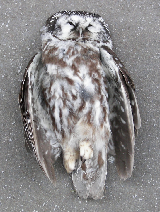 Boreal Owl - ML188966991