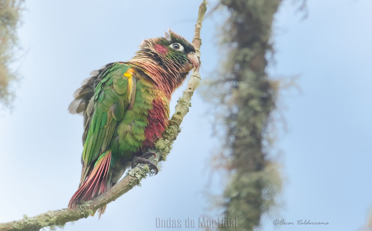 Brown-breasted Parakeet - ML188967381