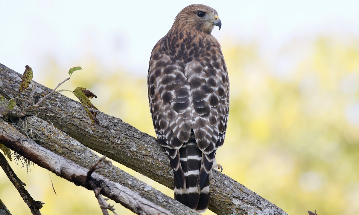 Red-shouldered Hawk - ML188968141