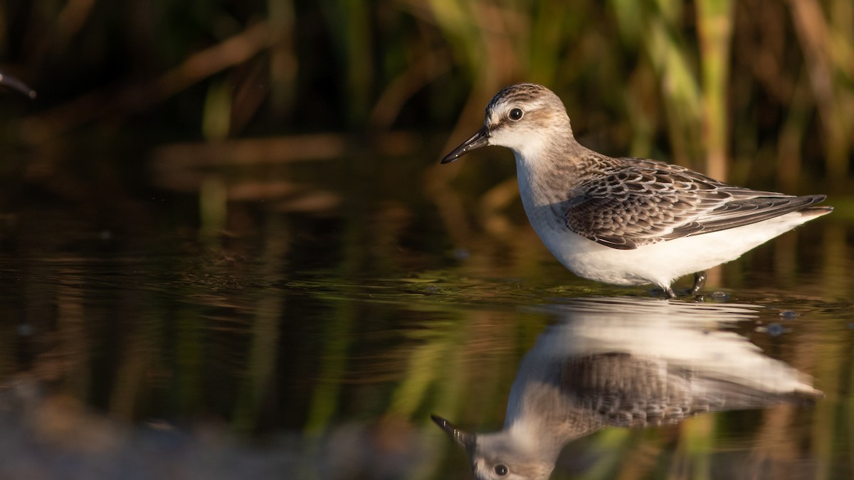 Semipalmated Sandpiper - ML188968581